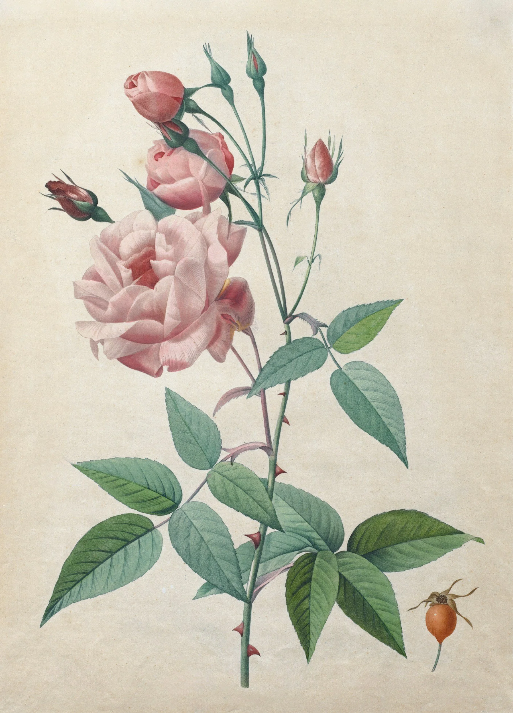 Botanical illustration of pink roses